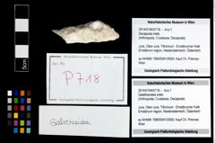 Foto (Objekt + Etikett) von Galatheoidea indet.  (NHMW-GEO-2014-0194-0718)